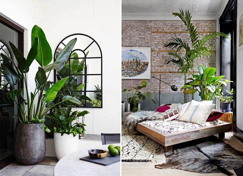 INDOOR PLANT INSPIRATION 7